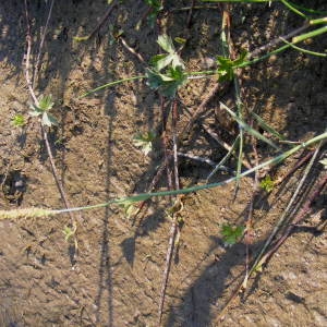 Photographie n°225339 du taxon Alopecurus geniculatus L. [1753]