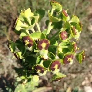 Photographie n°225345 du taxon Euphorbia characias L.