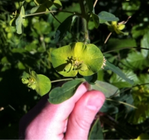 Anonyme, le 17 avril 2014 (Salles-de-Villefagnan)