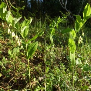 Photographie n°225394 du taxon Polygonatum multiflorum (L.) All. [1785]