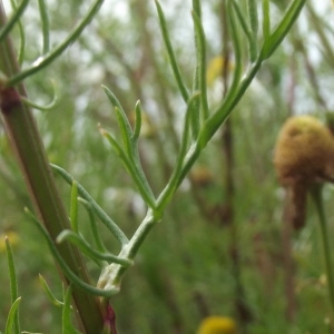 Photographie n°225397 du taxon Tripleurospermum inodorum (L.) Sch.Bip. [1844]