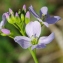  Gisèle Arliguie - Cardamine pratensis L.