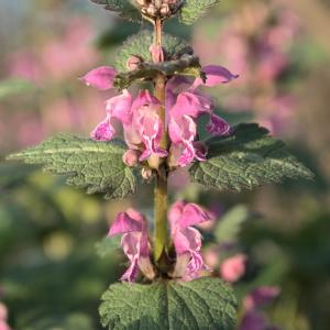 Photographie n°225454 du taxon Lamium purpureum L. [1753]