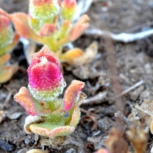 Photographie n°225457 du taxon Mesembryanthemum crystallinum L. [1753]