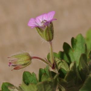 Photographie n°225477 du taxon Geranium rotundifolium L. [1753]