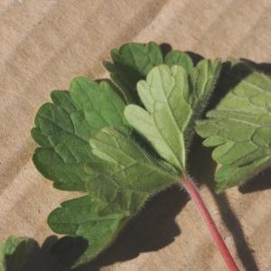 Photographie n°225478 du taxon Geranium rotundifolium L. [1753]