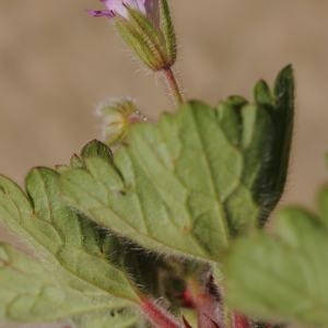 Photographie n°225479 du taxon Geranium rotundifolium L. [1753]