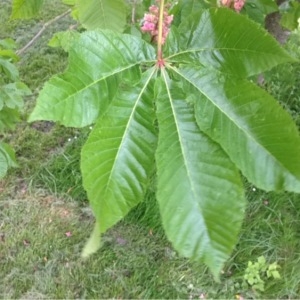 Photographie n°225506 du taxon Aesculus pavia L. [1753]