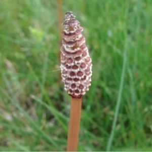 Photographie n°225526 du taxon Equisetum arvense L. [1753]