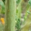  pierre germaine - Malva sylvestris L.