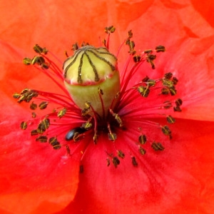 Photographie n°225538 du taxon Papaver rhoeas L. [1753]