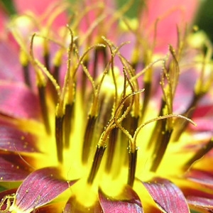  - Tragopogon crocifolius L. [1759]