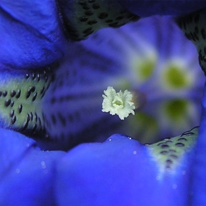 Gentiana acaulis L. [1753] [nn29666] par Marie-France PACAUD le 02/05/2008 - Montségur