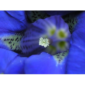 Gentiana acaulis 02 05 2008 Montségur, Ariège (09).jpg