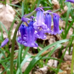 Photographie n°225571 du taxon Hyacinthoides non-scripta (L.) Chouard ex Rothm. [1944]