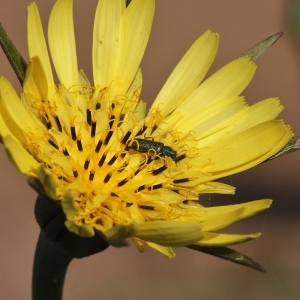 Photographie n°225599 du taxon Tragopogon pratensis L. [1753]