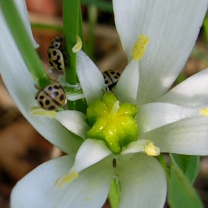 Ornithogalum umbellatum L. [1753] [nn46526] par François BAHUAUD le 12/04/2005 - Oudon