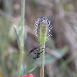 Photographie n°225615 du taxon Papaver argemone subsp. argemone