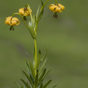 Photographie n°225641 du taxon Lilium pyrenaicum Gouan