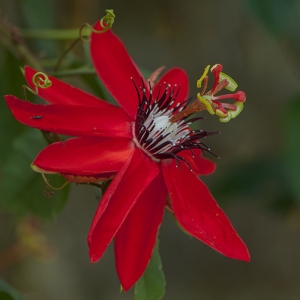 Passiflora miniata [nn] par François GRANJA le 22/02/2014 - Balma