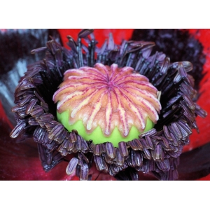 Papaver orientale L. (Pavot d'Orient)