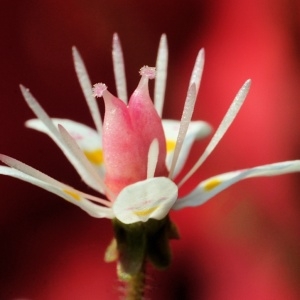 Saxifraga lactiflora Pugsley (Faux Désespoir des peintres)