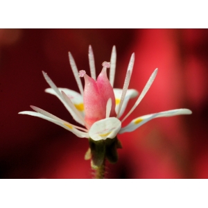 saxifraga-hirsuta-04-05-2013-c.jpg