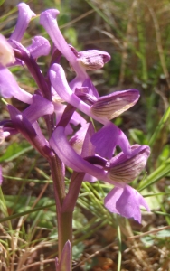 Genevieve Botti, le 19 avril 2014 (La Ciotat (calanque Figuerolles))