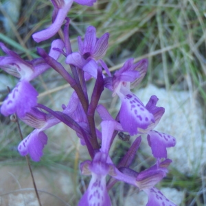 Photographie n°225673 du taxon Anacamptis picta (Loisel) R.M.Bateman [2003]