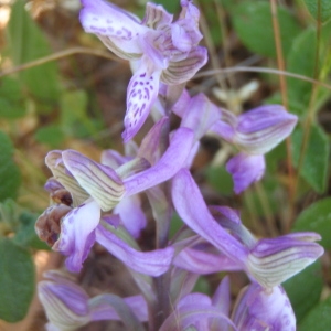 Anacamptis morio subsp. picta (Loisel) Jacquet & Scappat. (Orchis orné)