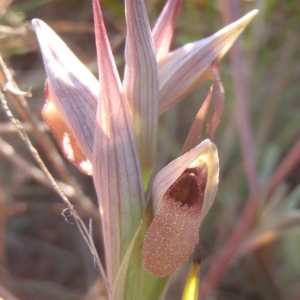 Serapias parviflora Parl. (Sérapias à petites fleurs)