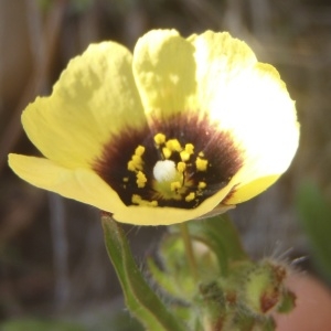 Photographie n°225686 du taxon Tuberaria guttata (L.) Fourr. [1868]