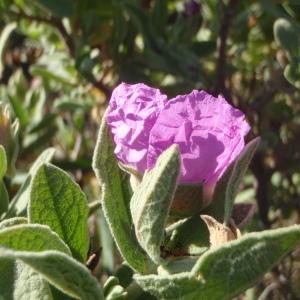 Photographie n°225693 du taxon Cistus albidus L. [1753]