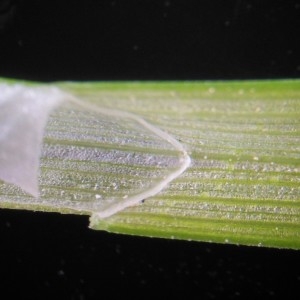 Photographie n°225732 du taxon Carex divulsa Stokes