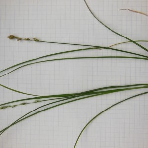 Photographie n°225737 du taxon Carex divulsa Stokes