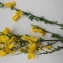  Dominique Remaud - Cytisus scoparius (L.) Link