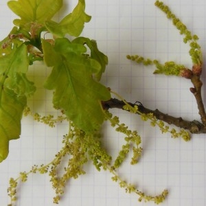 Photographie n°225749 du taxon Quercus robur L.