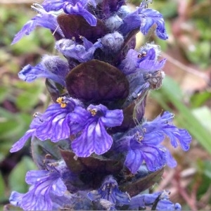 Photographie n°225777 du taxon Ajuga reptans L. [1753]