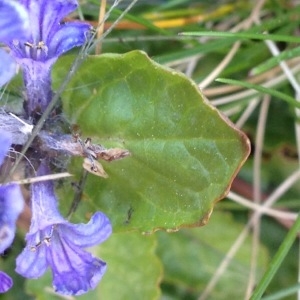 Photographie n°225779 du taxon Ajuga reptans L. [1753]