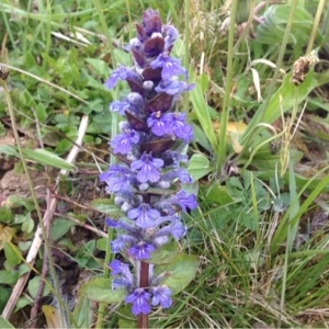 Photographie n°225780 du taxon Ajuga reptans L. [1753]