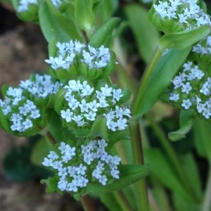 Photographie n°225782 du taxon Valerianella locusta (L.) Laterr. [1821]