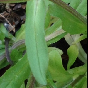 Photographie n°225783 du taxon Valerianella locusta (L.) Laterr. [1821]