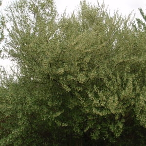 Photographie n°225803 du taxon Elaeagnus multiflora Thunb.