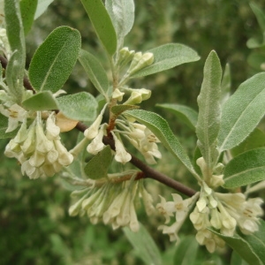 Photographie n°225804 du taxon Elaeagnus multiflora Thunb.