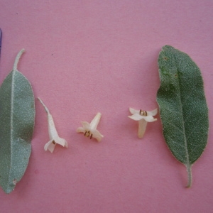 Photographie n°225805 du taxon Elaeagnus multiflora Thunb.