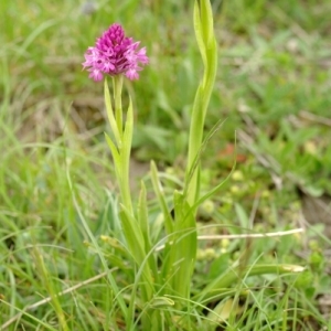 Photographie n°225835 du taxon Anacamptis pyramidalis (L.) Rich. [1817]