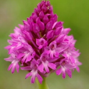 Photographie n°225836 du taxon Anacamptis pyramidalis (L.) Rich. [1817]