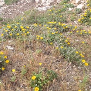 Photographie n°225845 du taxon Pallenis maritima (L.) Greuter [1997]