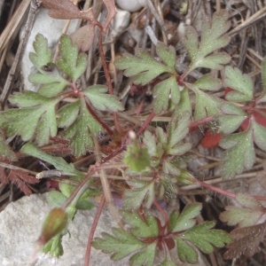 Photographie n°225855 du taxon Geranium robertianum L. [1753]