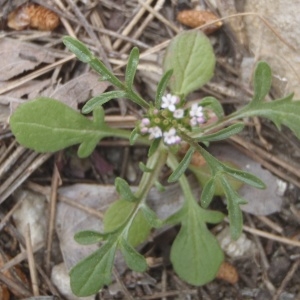 Photographie n°225857 du taxon Centranthus calcitrapae (L.) Dufr. [1811]